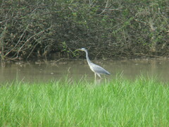 Ardea cinerea