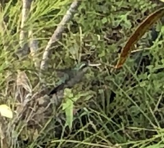 Chlorostilbon mellisugus