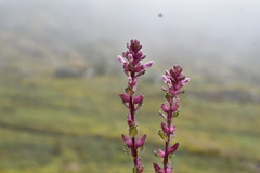 Neobartsia