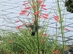 Chlorostilbon mellisugus