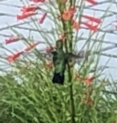 Chlorostilbon mellisugus