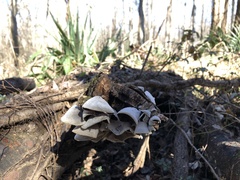 Auricularia auricula-judae