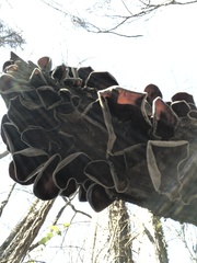Auricularia auricula-judae