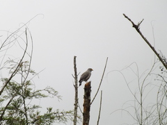 Rupornis magnirostris