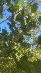 Laguncularia racemosa