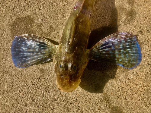 Bluespotted searobin (Prionotus roseus) — Triglidae