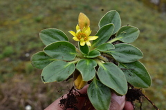 Knowltonia integrifolia