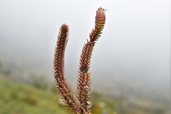 Phlegmariurus