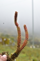 Phlegmariurus