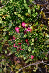 Disterigma empetrifolium