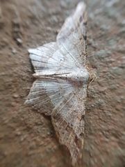 Semiothisa