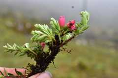 Disterigma empetrifolium