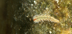 Hermodice carunculata