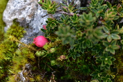 Disterigma empetrifolium