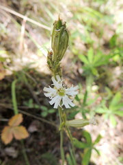 Silene parryi