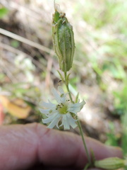 Silene parryi