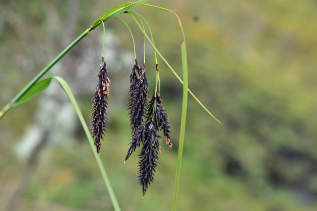 Carex pichinchensis