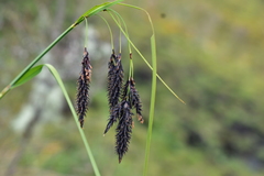 Carex pichinchensis