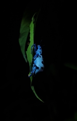 Ericydeus schoenherri