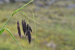 Carex pichinchensis