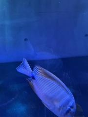 Zebrasoma