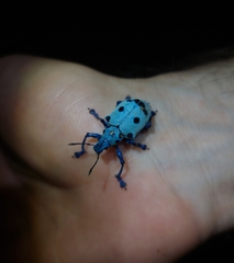 Ericydeus schoenherri