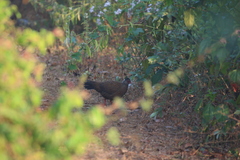 Galloperdix spadicea