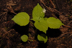 Circaea alpina pacifica