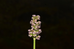 Valeriana micropterina