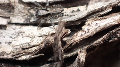 Menemerus
