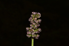 Valeriana micropterina