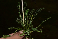 Valeriana micropterina