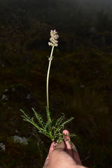 Valeriana micropterina