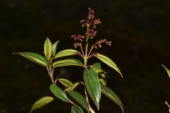Miconia alpina