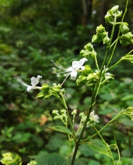 Clerodendrum infortunatum