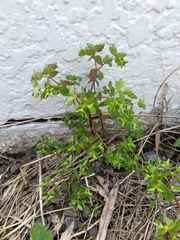 Euphorbia peplus