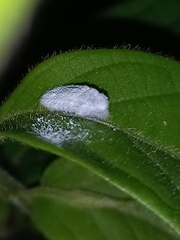 Drosicha