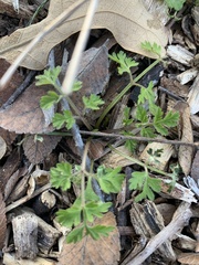 Chaerophyllum procumbens