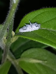 Drosicha