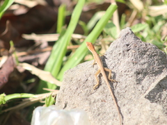 Anolis auratus