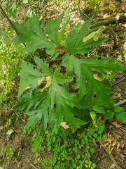 Heracleum mantegazzianum
