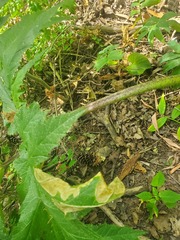 Heracleum mantegazzianum