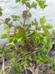 Euphorbia peplus
