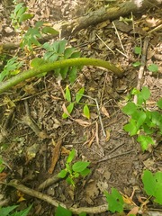 Heracleum mantegazzianum