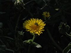 Callistochlora chloris