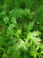 Heracleum mantegazzianum