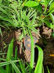 Chelonoidis carbonarius