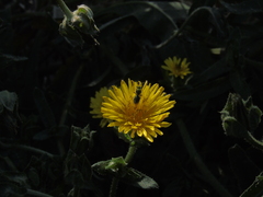 Callistochlora chloris