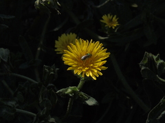 Callistochlora chloris