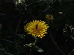 Callistochlora chloris